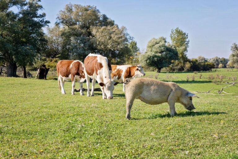 La productividad y la farmacia veterinaria online