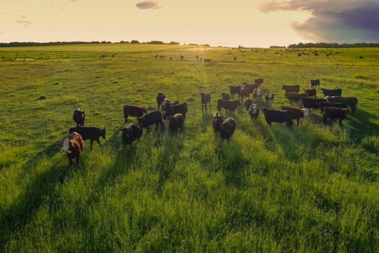 Tratamientos con productos veterinarios farmacéuticos y biológicos