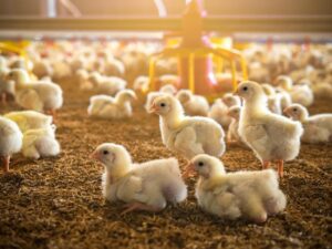 los Medicamentos de uso veterinario