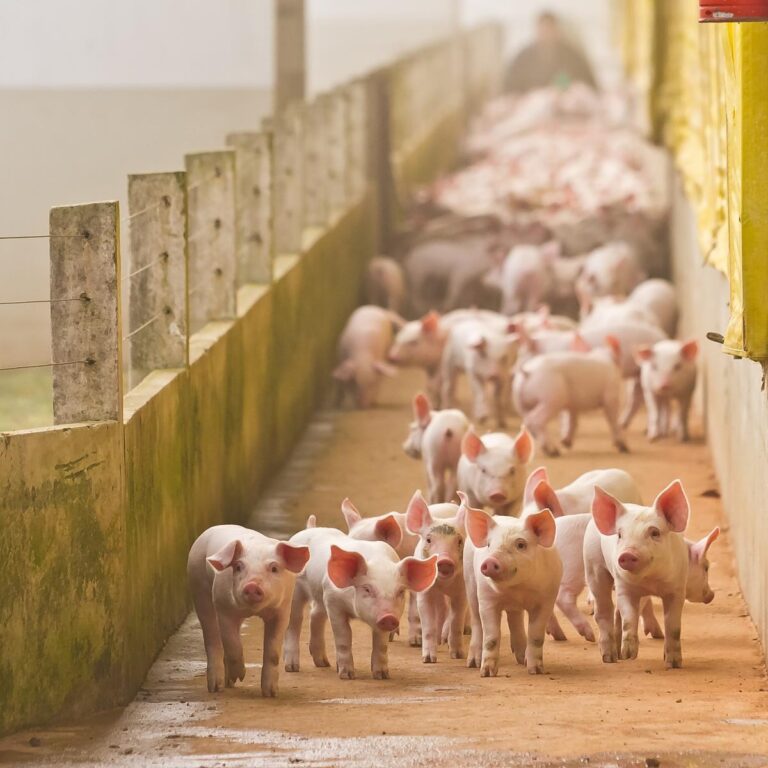 productos farmacéuticos de uso veterinario en Venezuela