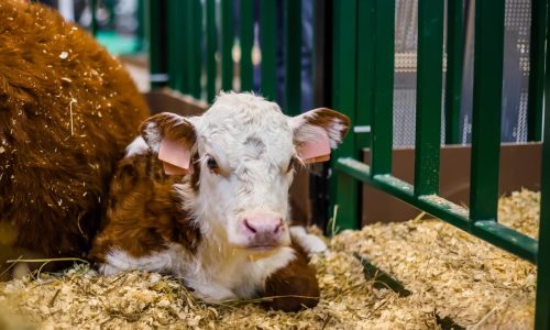 farmacia veterinaria online
