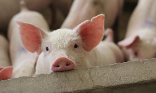 la farmacia veterinaria online