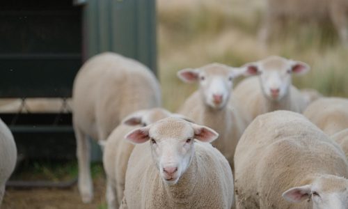 los productos farmacéuticos de uso veterinario