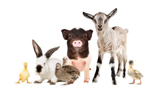 los productos veterinarios farmacéuticos y biológicos