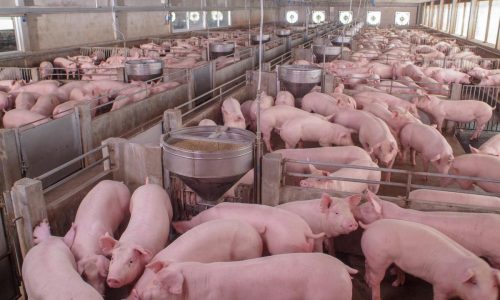 productos farmacéuticos de uso veterinario