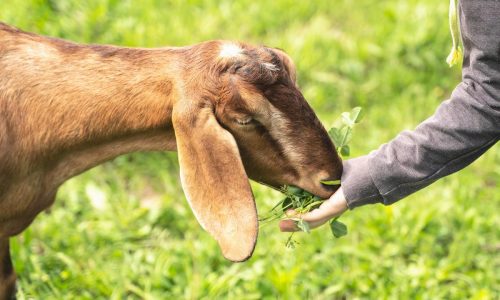 productos veterinarios farmacéuticos y biológicos